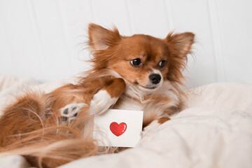 chihuahua. A small dog. Valentine's card.Dog with a postcard. The dog is sitting on a bed. The dog...
