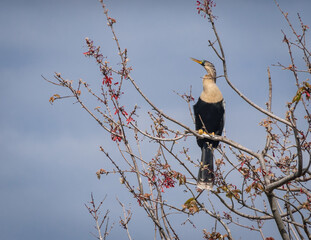 Beautiful Anhinga bird
