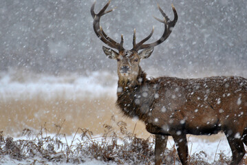 Richmond Park deer in the snow