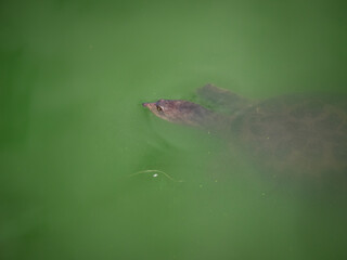Spiny Softshell turtle in water