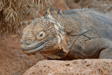 Galapagos land iguana (conolophus subcristatus) - Seymour Norte Island, Ecuador