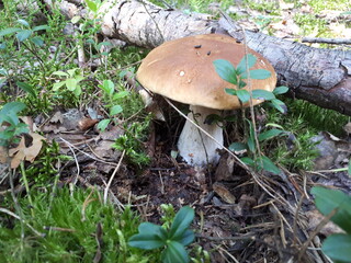 mushrooms in the forest