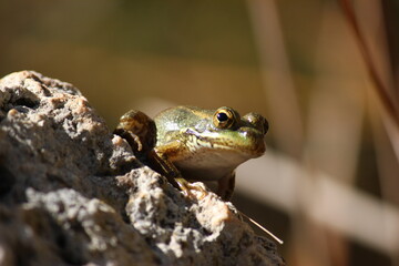 Frog in their natural habitat.