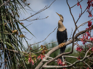 Beautiful Anhinga bird