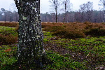 Baum vor Heide mit Moos