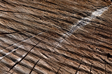 Wood texture and background of a cut  tree trunk  showing the concentricl marks of the phloem crossed by grooves 