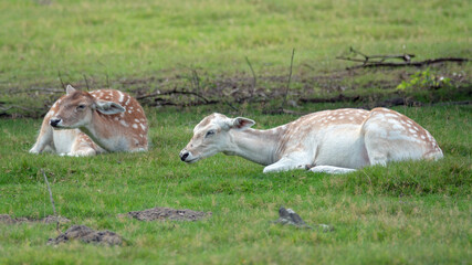 Ruhendes wei&szlig;es Reh