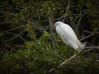 Snowy egret with branches