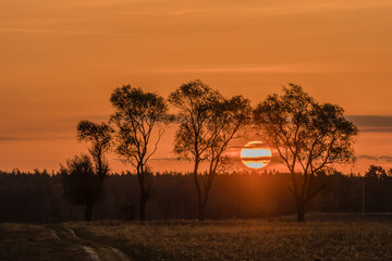 Zza drzew. © Andrzej