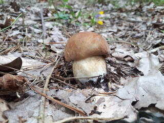 mushroom in the forest