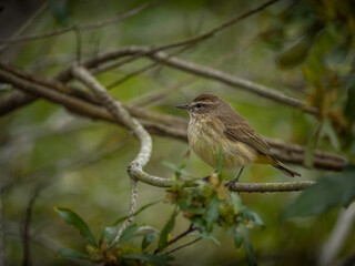 Small Palm warbler on a branch