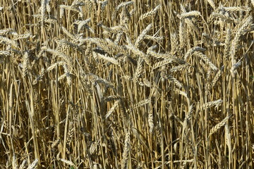 Fototapeta premium Pszenica na polu