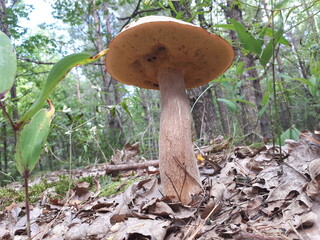 boletus