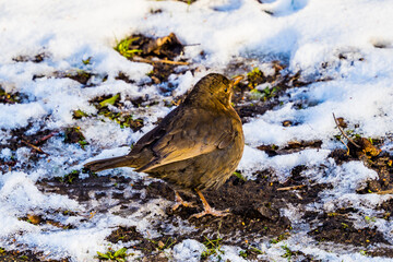 Blackbird female standing on the snowy ground in winter