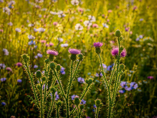 Blooming thistle on a sunny morning in a summer field.