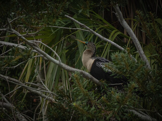 Anhinga bird building a nest