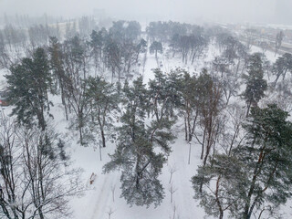 Aerial drone top view. Snow-covered conifers. Cloudy snowy winter day.