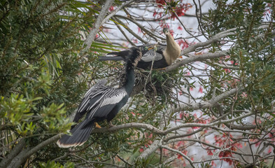 Anhinga bird building a nest