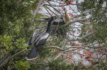 Naklejka premium Anhinga bird building a nest