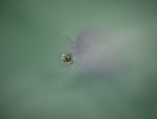 Red-eared slider turtle in water
