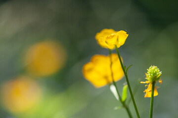 Żółte kwiatki