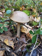 orange cap boletus