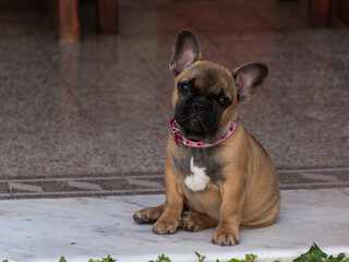 Adorable French bulldog puppy. puppy posing for the photo.