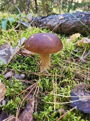 mushroom in the forest