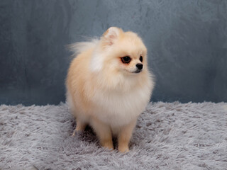 white pomeranian after grooming shows off his haircut