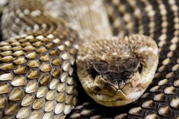 Obraz premium Snake mexican brown and venomous