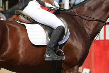 Show jumper horse under saddle in action