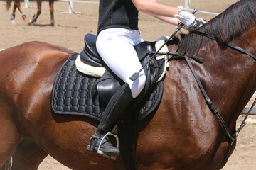  Show jumper horse under saddle in action