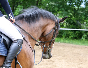  Show jumper horse under saddle in action