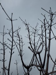 branches against blue sky