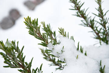 Rosemary branches covered in snow. Fresh herbs in winter time.