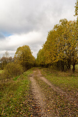 Fototapeta premium Old abandoned sandy road in the autumn forest. On the side of the road there is dry grass and trees with yellow orange foliage. Cloudy autumn day