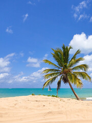 Fototapeta na wymiar Coconut tree on the beach and sail boat in the sea.