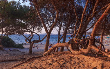 Rivabella Beach in Salento, Apulia (Italy): pinewood on the dune