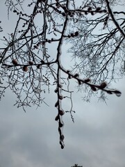 tree branches against sky