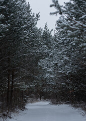 Zima w lesie. Drzewa pokryte śniegiem. Śnieg, las. Krajobraz. - obrazy, fototapety, plakaty