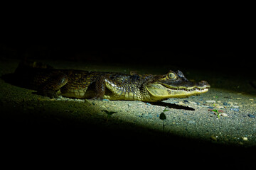 Spectacled caiman - Caiman crocodilus also known as white or common caiman or speckled caiman in...