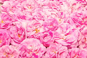 Festive background of pink roses