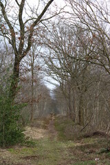 Moor landscape / Moorlandschaft