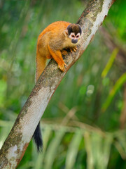 Central American squirrel monkey - Saimiri oerstedii also red-backed squirrel monkey, in the tropical forests of Central and South America in the canopy layer, orange back white and black face