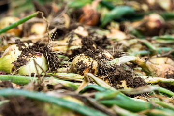 harvested onions in South Moravia