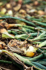 harvested onions in South Moravia