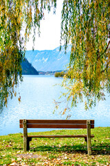 An empty bench under a tree on the shore of a picturesque