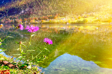 Modest flowers on the background of a mountain lake.