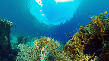 Reef Coral Tropical Garden. Tropical underwater sea fish. Colourful tropical coral reef. Philippines.