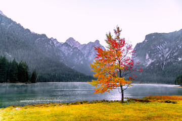Lonely bright multi-colored tree on the shore of a mountain